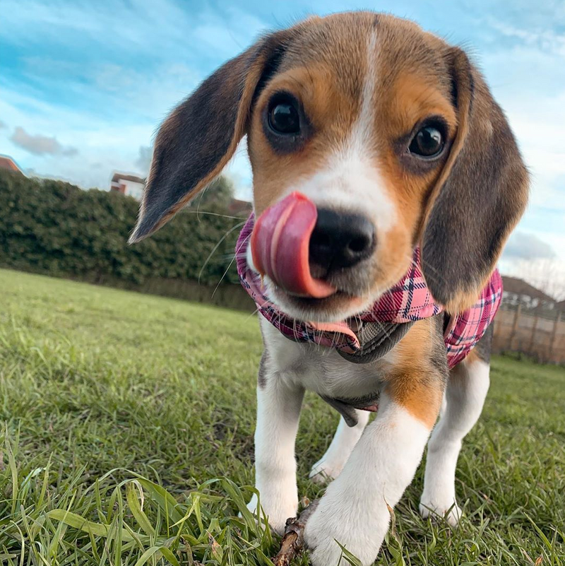 Add an optional donation to animal shelters to help save puppies lives!