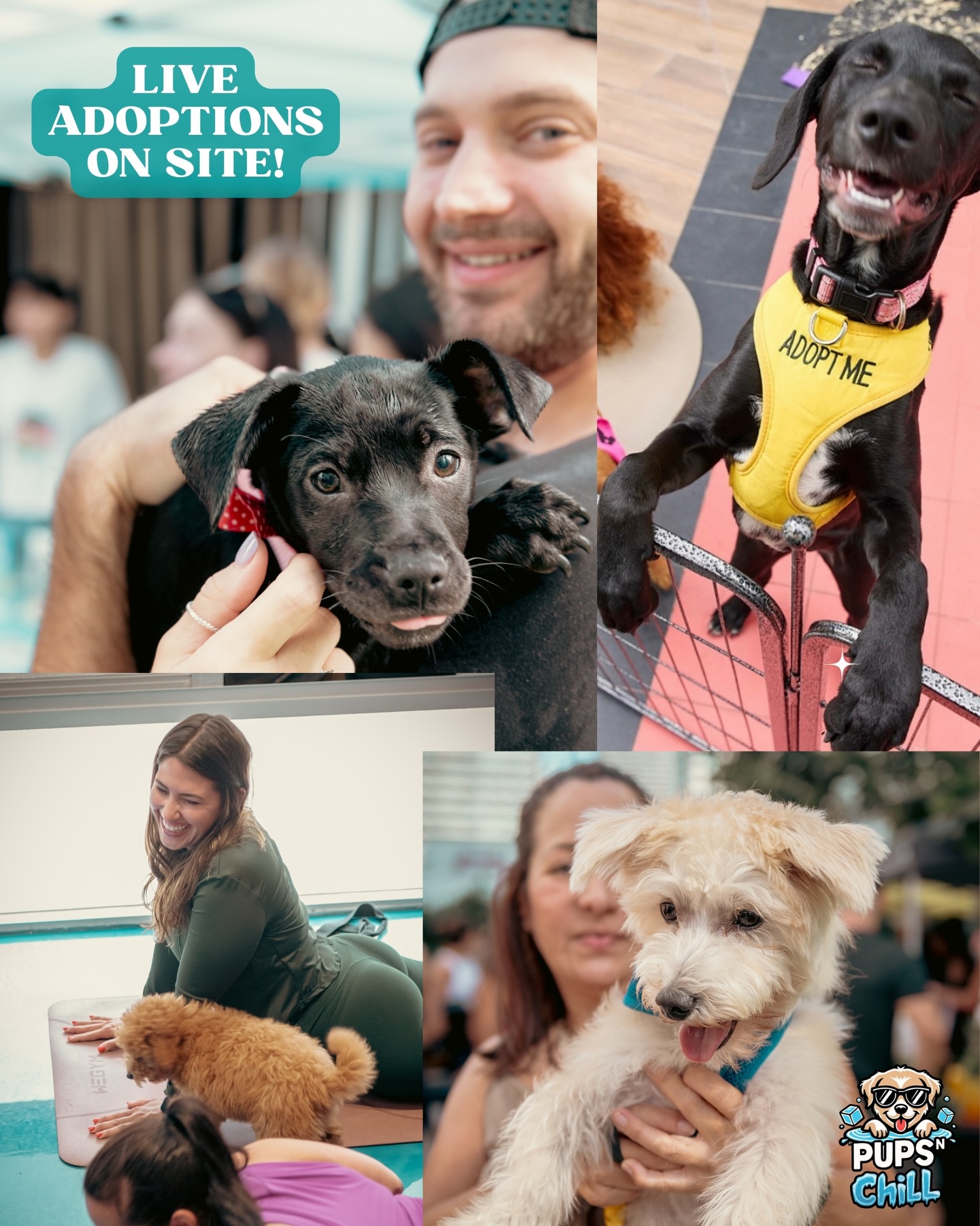 Rescue dogs and their new friends at live Pups N Chill adoptions