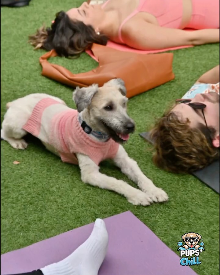 A rescue pup joining a Pups N Chill yoga class